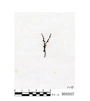 藏品(短枝異枝砂苔)的圖片